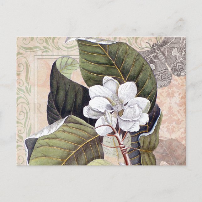 Vintage botanische Collage mit Magnolien Postkarte (Vorderseite)