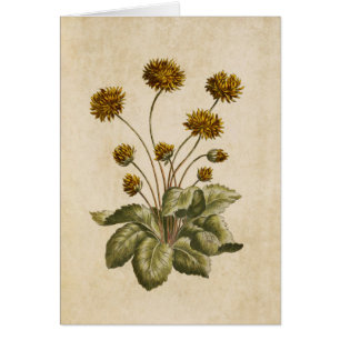 Vintage botanische Crowfoot Illustration