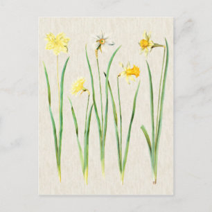 Vintage botanische Daffodil Illustration Postkarte