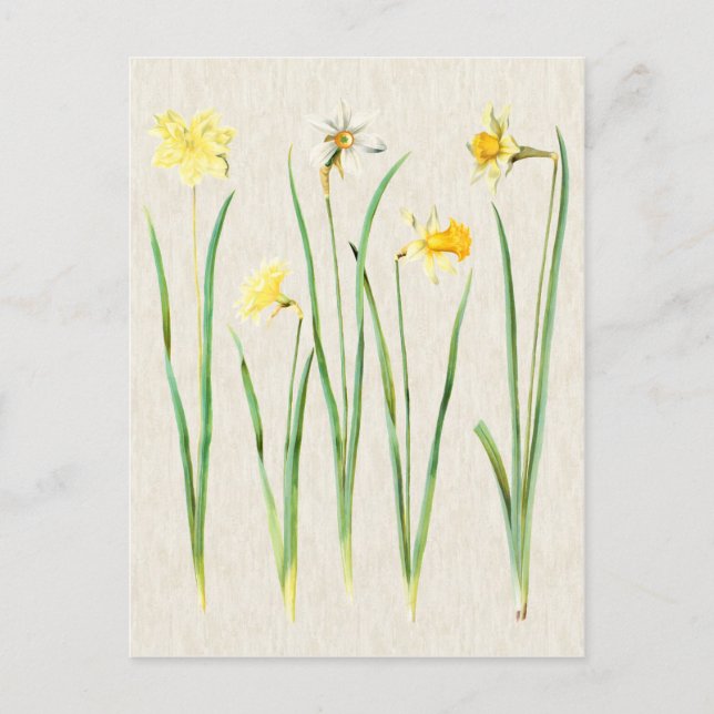 Vintage botanische Daffodil Illustration Postkarte (Vorderseite)