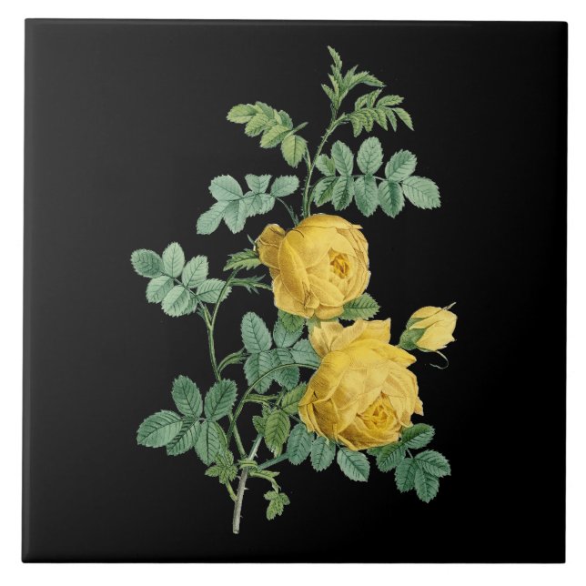 Vintage botanische Darstellung des Gelbroses Fliese (Vorderseite)