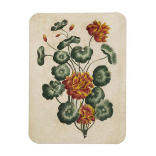 Vintage botanische Doppelkratzen Magnet