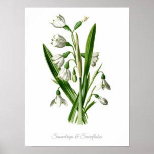 Vintage botanische Druck Schneeglöckchen & Schneef Poster