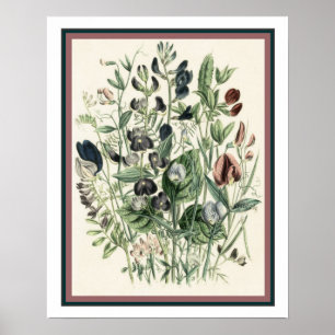 Vintage botanische Druckausgabe 16x20 Poster