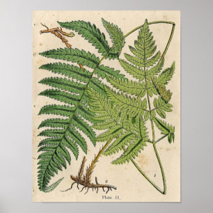 Vintage botanische Druckausgabe - Ferns Poster