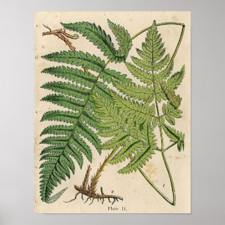 Vintage botanische Druckausgabe - Ferns Poster