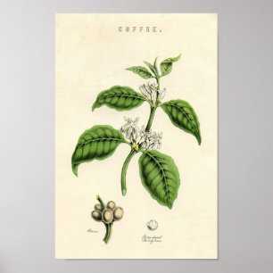 Vintage botanische Druckerei - Kaffee Poster