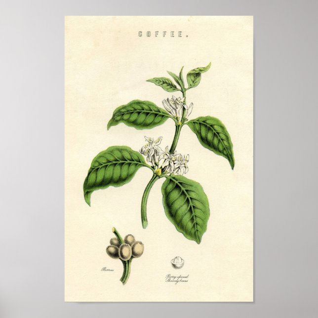 Vintage botanische Druckerei - Kaffee Poster (Vorne)