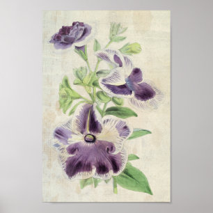 Vintage botanische Eclipse & Annie Kien Petunias Poster