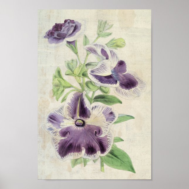 Vintage botanische Eclipse & Annie Kien Petunias Poster (Vorne)