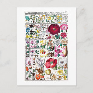 VINTAGE BOTANISCHE ERHEBUNG POSTCARD POSTKARTE