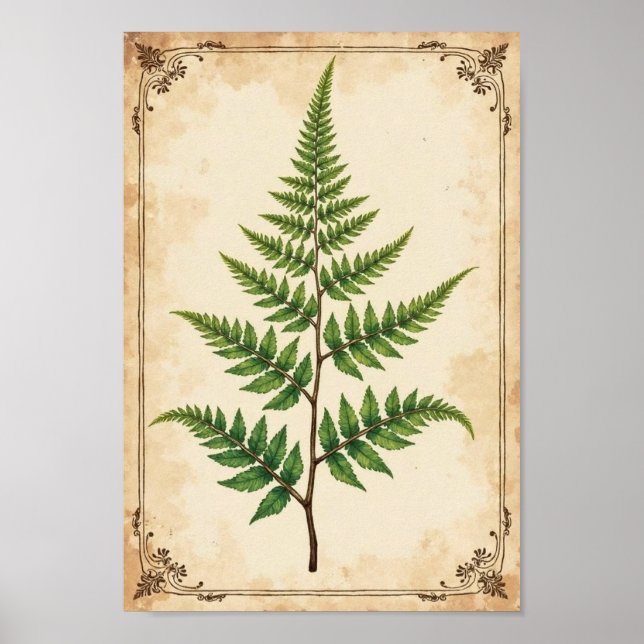 Vintage botanische Farn-Studien-Kunst Poster (Vorne)