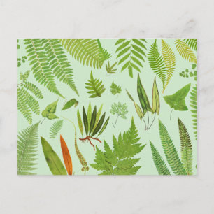 Vintage botanische Ferns Postkarte