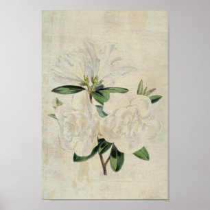 Vintage botanische Flagge der Waffenruhe Azalea Poster