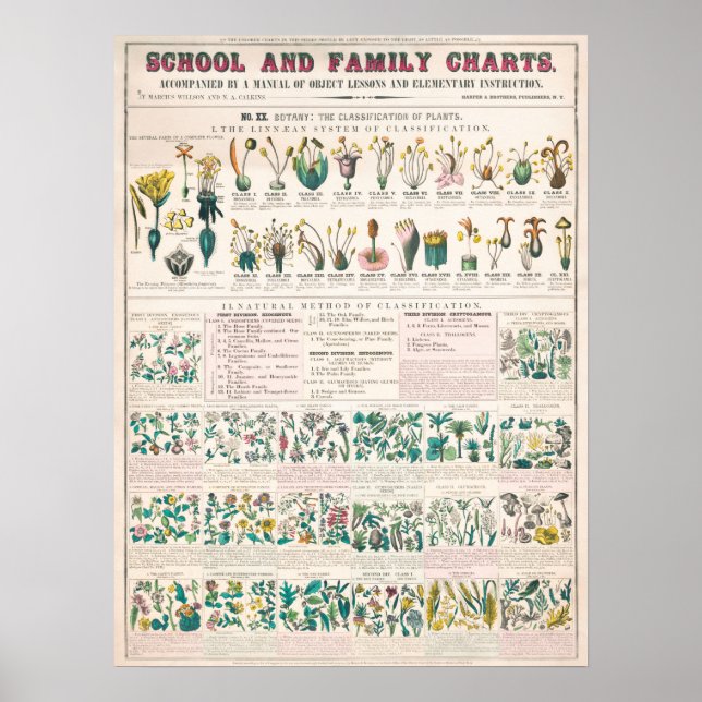 Vintage botanische Flora Erziehung Poster (Vorne)