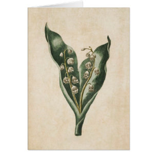 Vintage Botanische Flora-Lilie des Tals