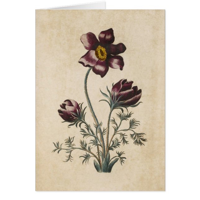 Vintage botanische Flora Pasque Illustration (Vorne)