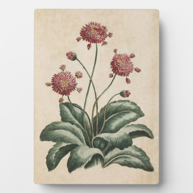 Vintage botanische Floral Daisy Fotoplatte (Vorderseite)