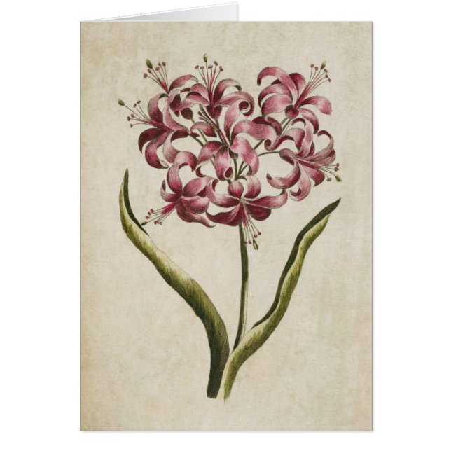 Vintage botanische Floral Guernsey Lily (Vorne)