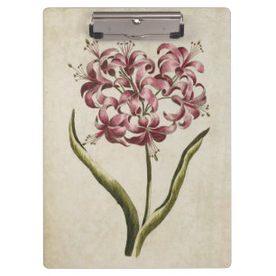 Vintage botanische Floral Guernsey Lily Klemmbrett