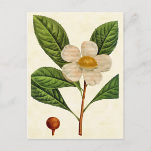 Vintage botanische Franklinia Tree Illustration Postkarte