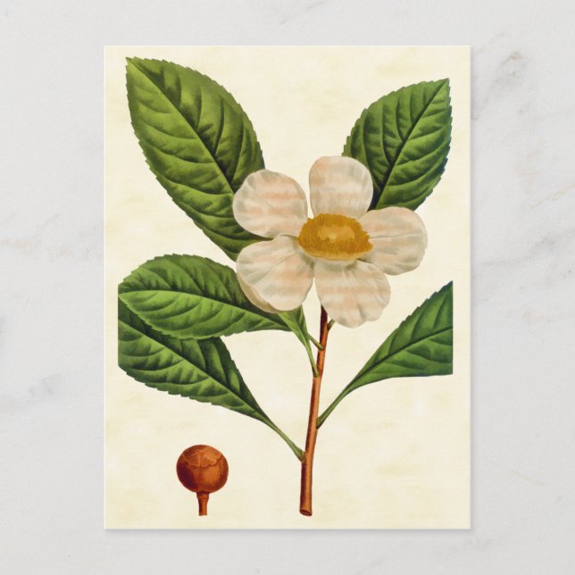 Vintage botanische Franklinia Tree Illustration Postkarte (Vorderseite)
