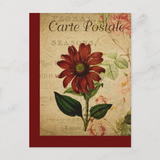 Vintage Botanische Französische Postkarte Echinace (Vorderseite)