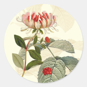 Vintage botanische Geißblatt-Montage Runder Aufkleber