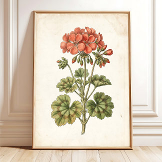 Vintage botanische Geranie-Himdeko Poster