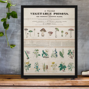 Vintage botanische giftige Pflanze Bildung Poster