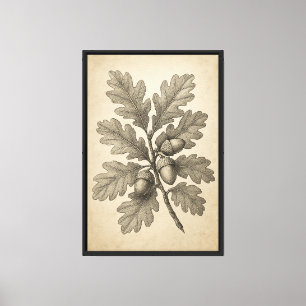 Vintage botanische Gravur von Blätter aus Eiche Leinwanddruck