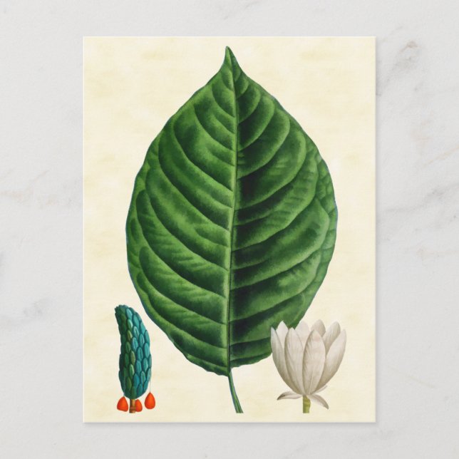 Vintage botanische Gurkenbaum-Illustration Postkarte (Vorderseite)
