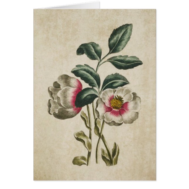 Vintage botanische Hellebore-Illustration (Vorne)