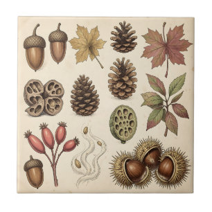 Vintage botanische Herbst-Eicheln, Zapfen und Blät Fliese