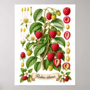 Vintage botanische Himbeer-Illustration Poster