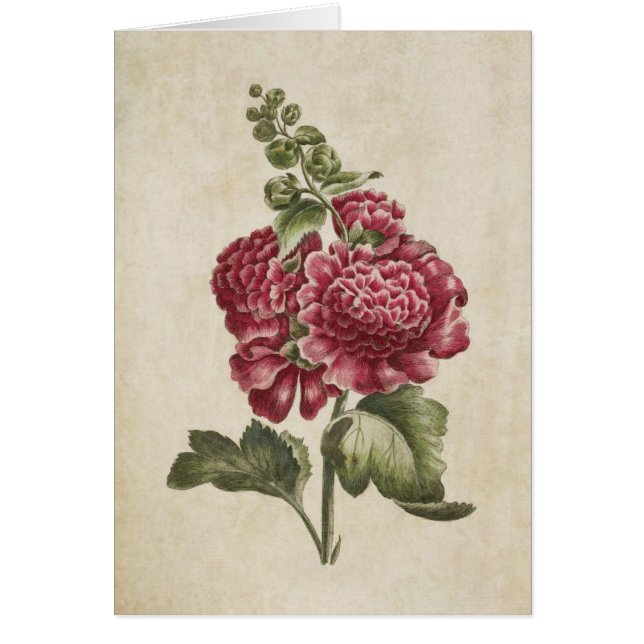 Vintage botanische Hollyhock-Illustration (Vorne)