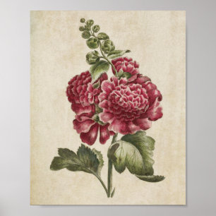Vintage Botanische Hollyhock-Schrift Poster