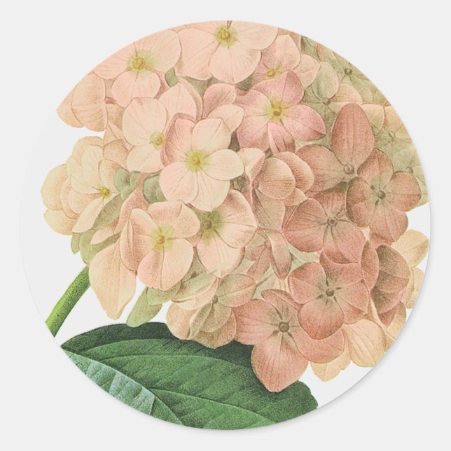 Vintage Botanische Hydrangea-Blume Runder Aufkleber (Vorderseite)