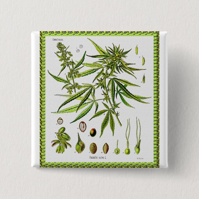 Vintage botanische Illustration, 1897 - Unkraut Button (Vorderseite)