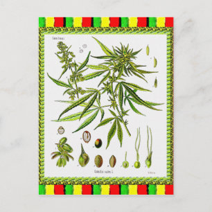 Vintage botanische Illustration, 1897 - Unkraut Postkarte