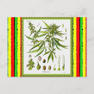 Vintage botanische Illustration, 1897 - Unkraut Postkarte