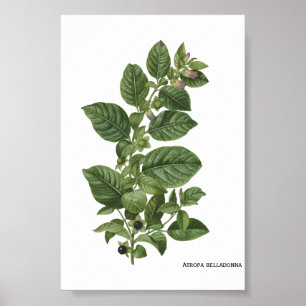 Vintage Botanische Illustration Atropa Belladonna Poster