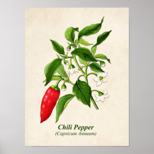 Vintage botanische Illustration, Chili Pepper Poster