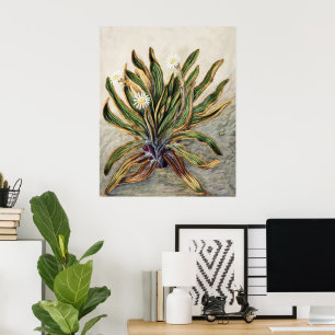 Vintage-Botanische Illustration der Bergmargerite Poster