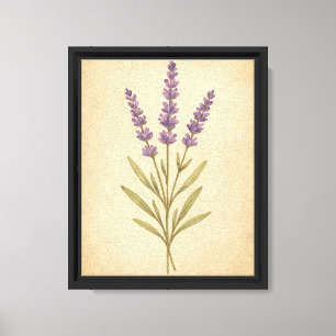 Vintage botanische Illustration der Lavendel-Blume Leinwanddruck
