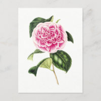 Vintage botanische Illustration der rosa Kamelien