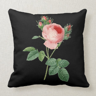 Vintage botanische Illustration der rosa Rose auf Kissen