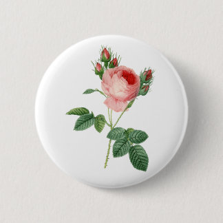 Vintage botanische Illustration der rosa Rose Button