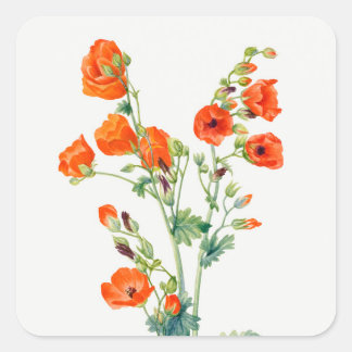 Vintage-Botanische Illustration des Globemallow de Quadratischer Aufkleber