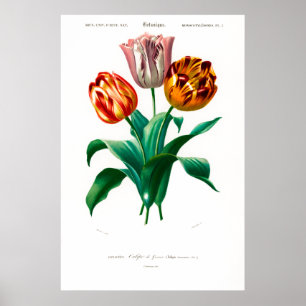 Vintage botanische Illustration einer Tulpe Poster